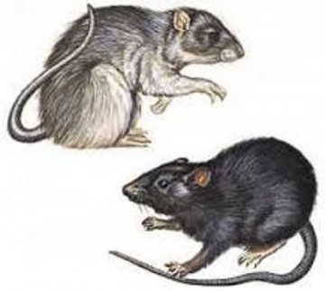 Rats carrying the plague