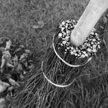 Besom brush - Besom Making