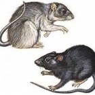 Rats carrying the plague