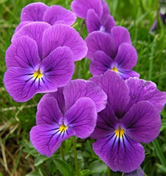 Violet mountain pansy